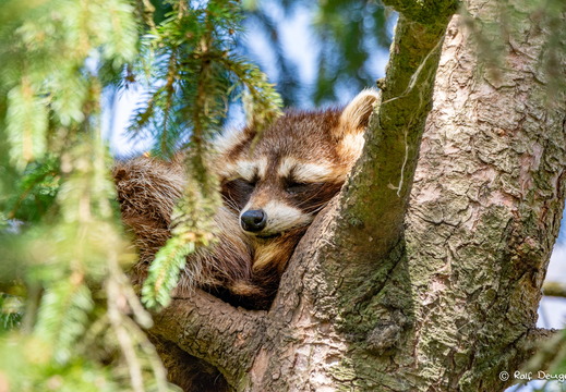 Wildtierpark Bad Mergentheim